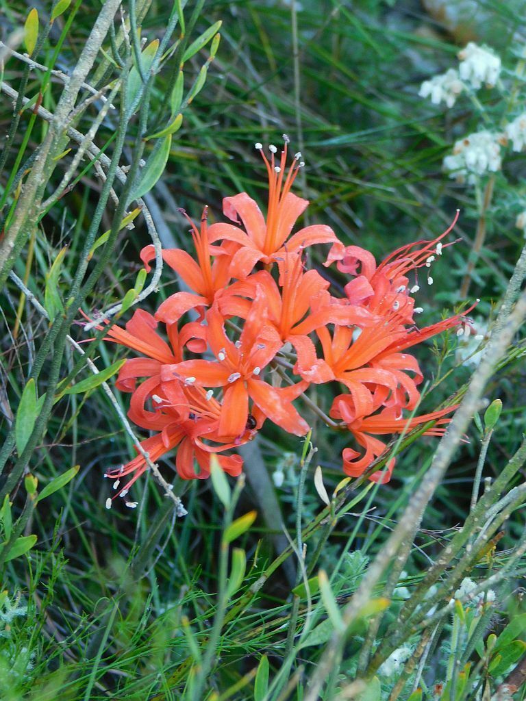 Guernsey Lily from Hardepeer Trail Greyton, 7233, South Africa on April ...