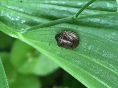 Cosmopepla intergressa