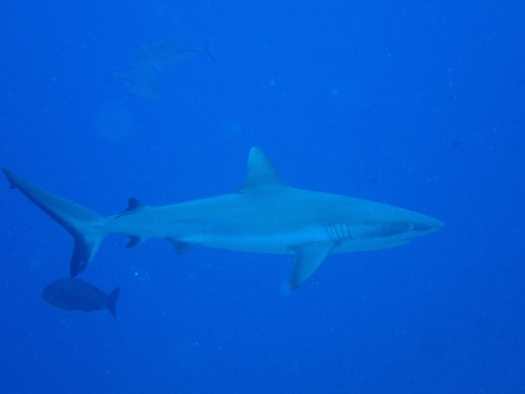 Grey reef shark