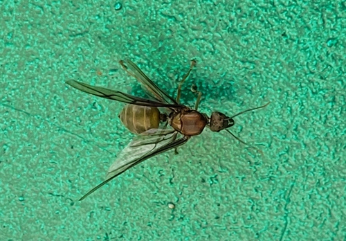 Asian Weaver Ant