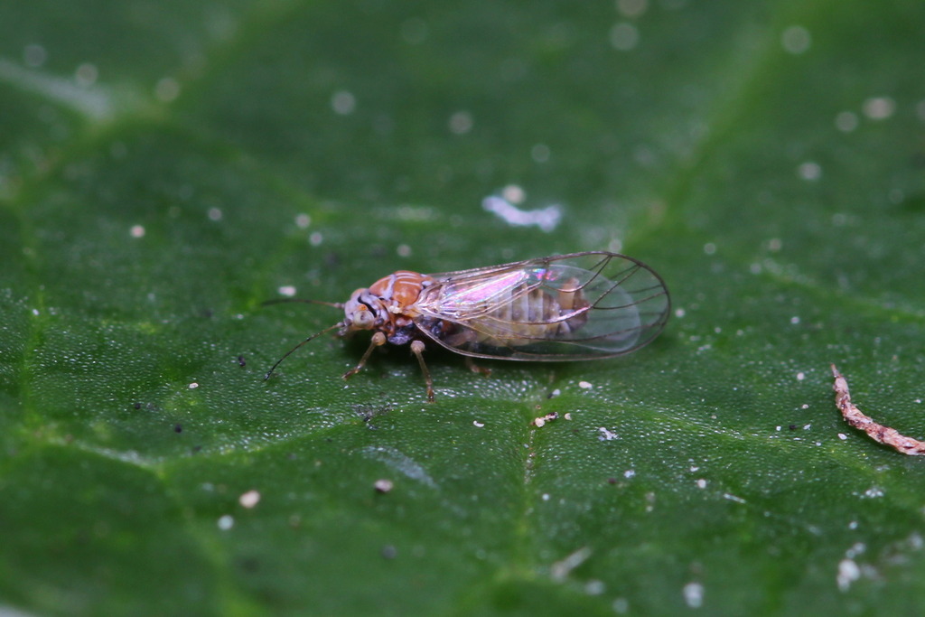 Cacopsylla saliceti