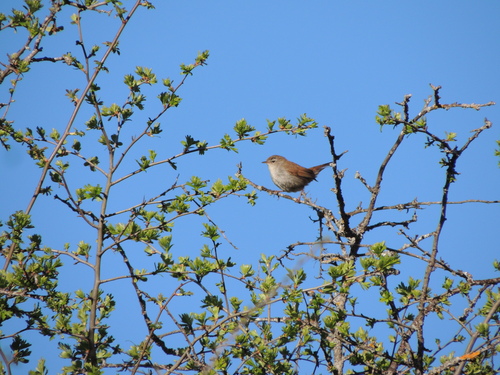 Cetia ruiseñor (Cettia cetti)