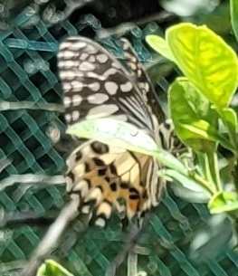 Lime Swallowtail