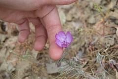 Clarkia cylindrica