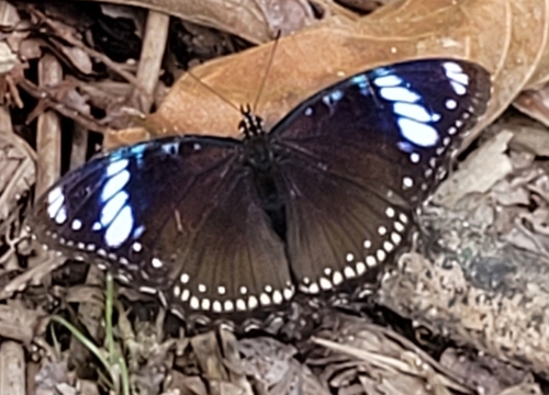 Great Eggfly