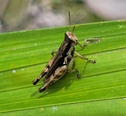 Short-winged Rice Grasshopper