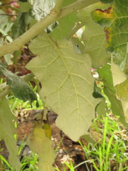 Solanum marginatum