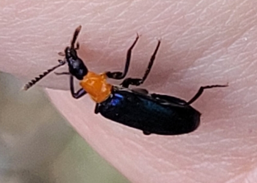 Prionocerus coeruleipennis