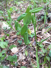 Uvularia perfoliata