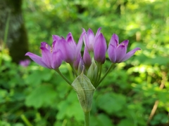 Allium peninsulare