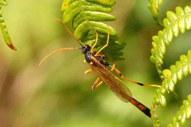 Habrocampulum biguttatum