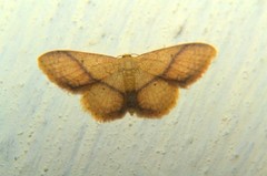 Idaea obliquilinea