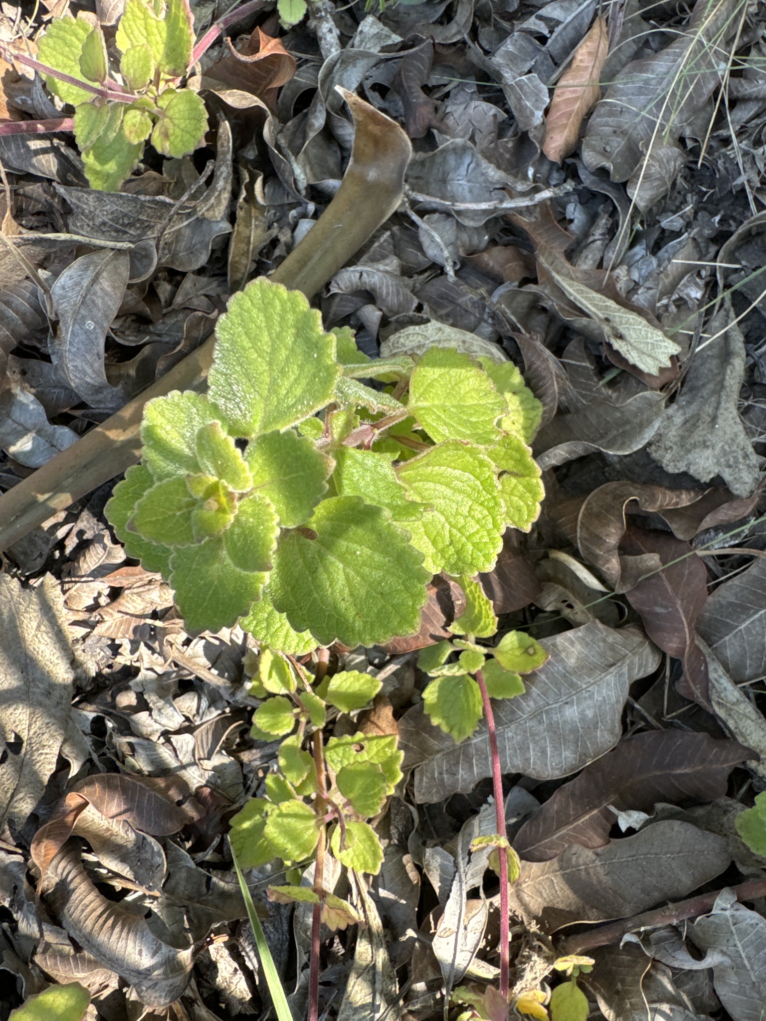Imagem de Hortelã Variegata
