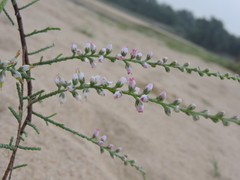 Tamarix ericoides
