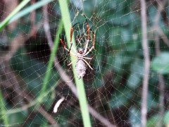 Trichonephila sexpunctata