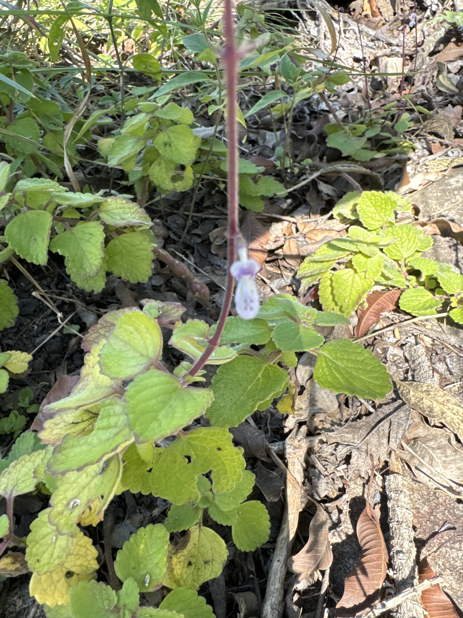 Imagem de Hortelã Variegata