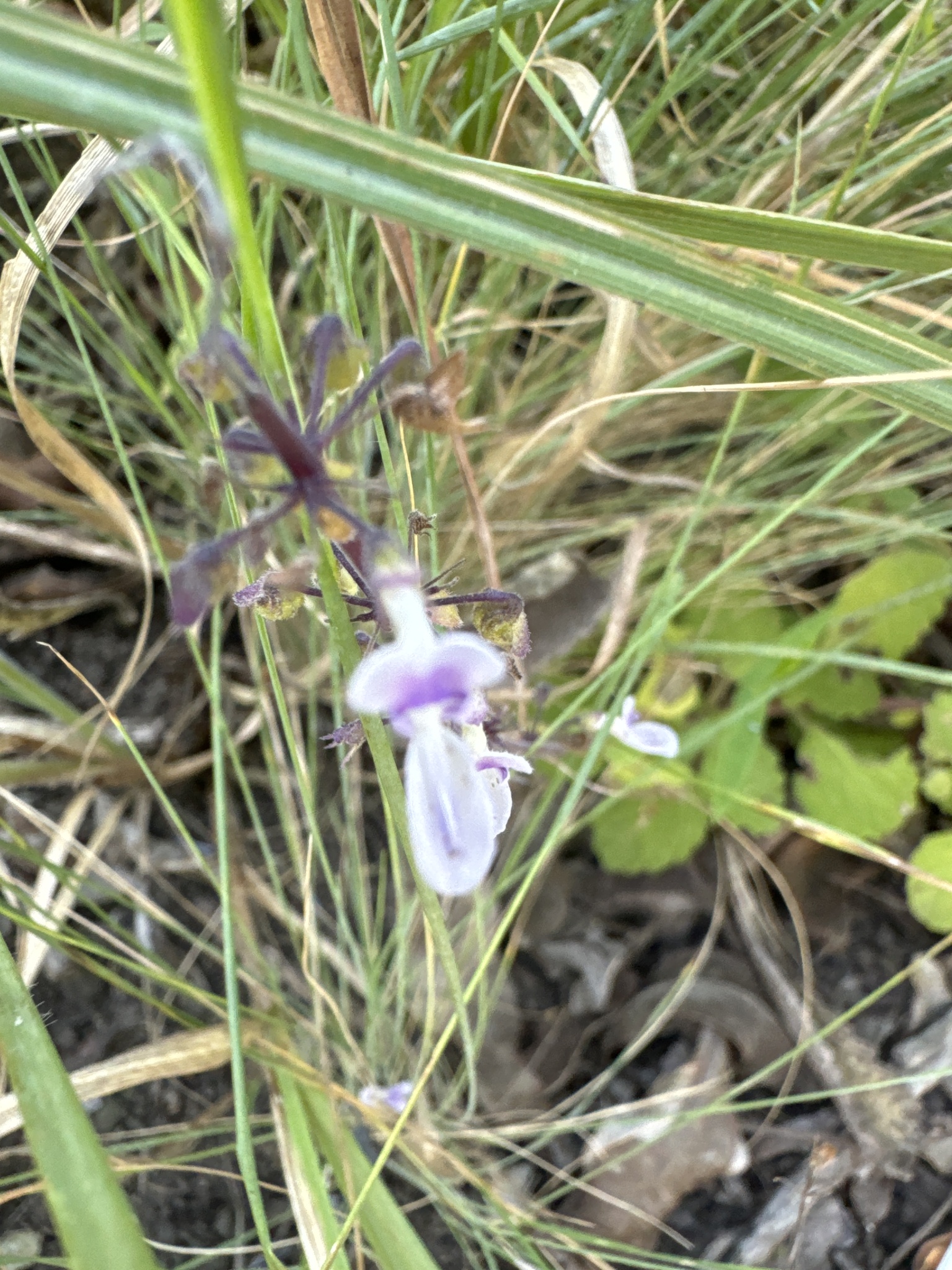 Imagem de Hortelã Variegata