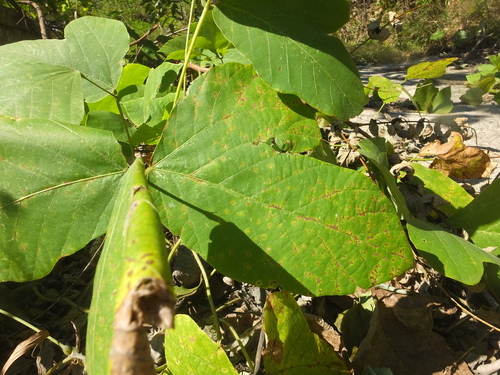 kudzu