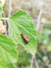 Harmonia axyridis