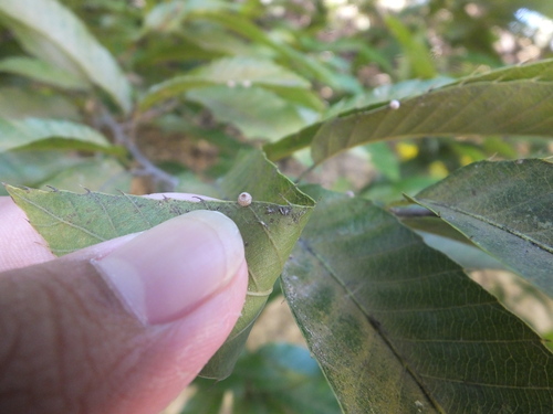 Cerroneuroterus folimargo
