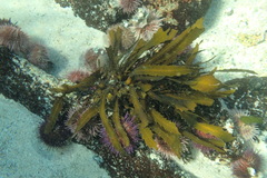 Anthophycus longifolius