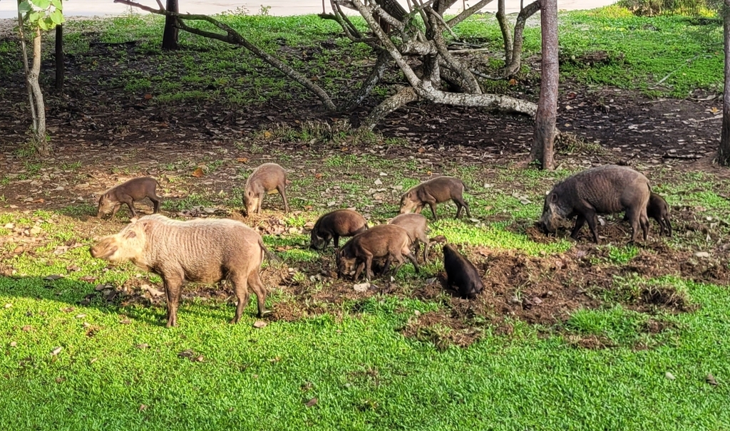 Western Bearded Pig in March 2024 by Helle Hvitved · iNaturalist