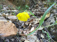 Calochortus amabilis