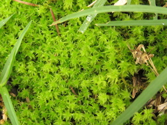Leptodontium