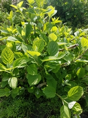 Cornales