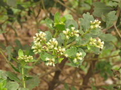 Baccharis macrantha