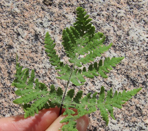 Image of Pentagramma rebmanii by (c) Millie Basden, some rights reserved (CC BY)
