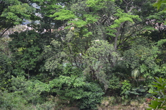 Nycticorax nycticorax