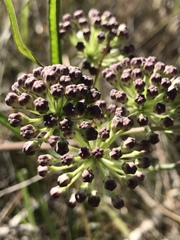 Asclepias longifolia