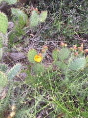 Opuntia oricola