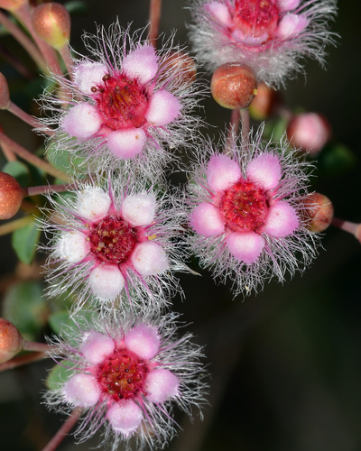 Verticordia insignis Endl.