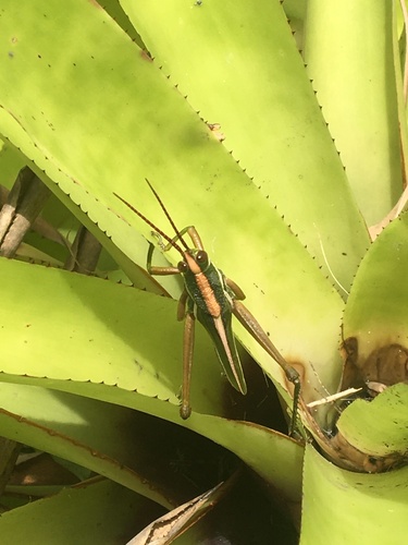 Staleochlora trilineata