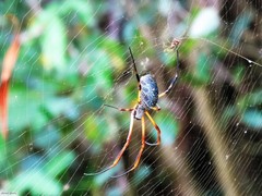 Trichonephila sexpunctata
