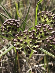 Asclepias longifolia