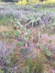 Opuntia oricola