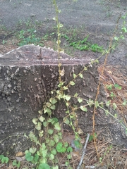 Triodanis lamprosperma