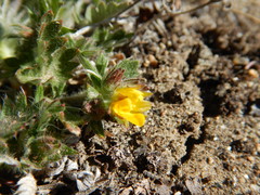 Potentilla arenosa