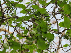 Semialarium mexicanum