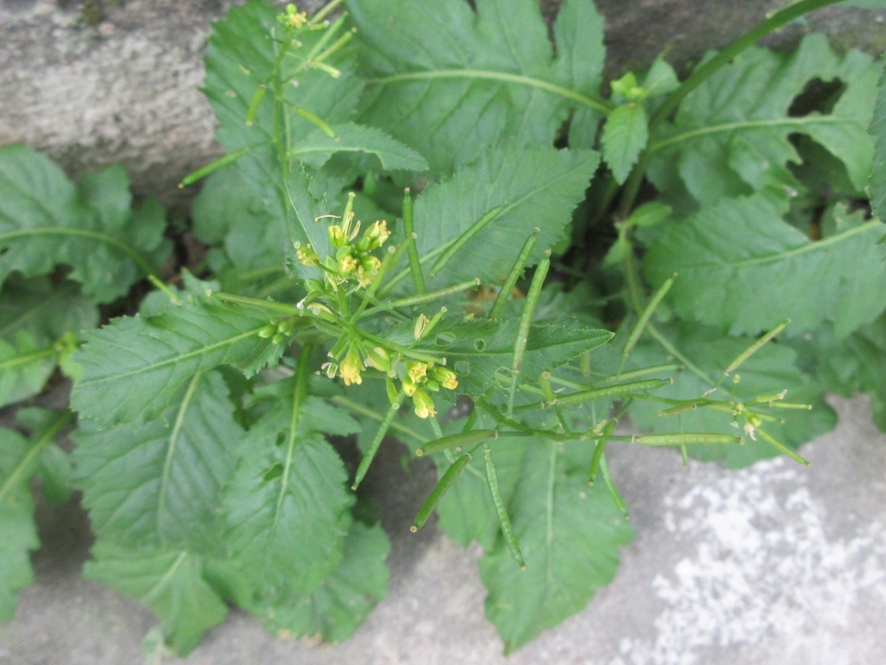 Rorippa indica (Rorippa indica)