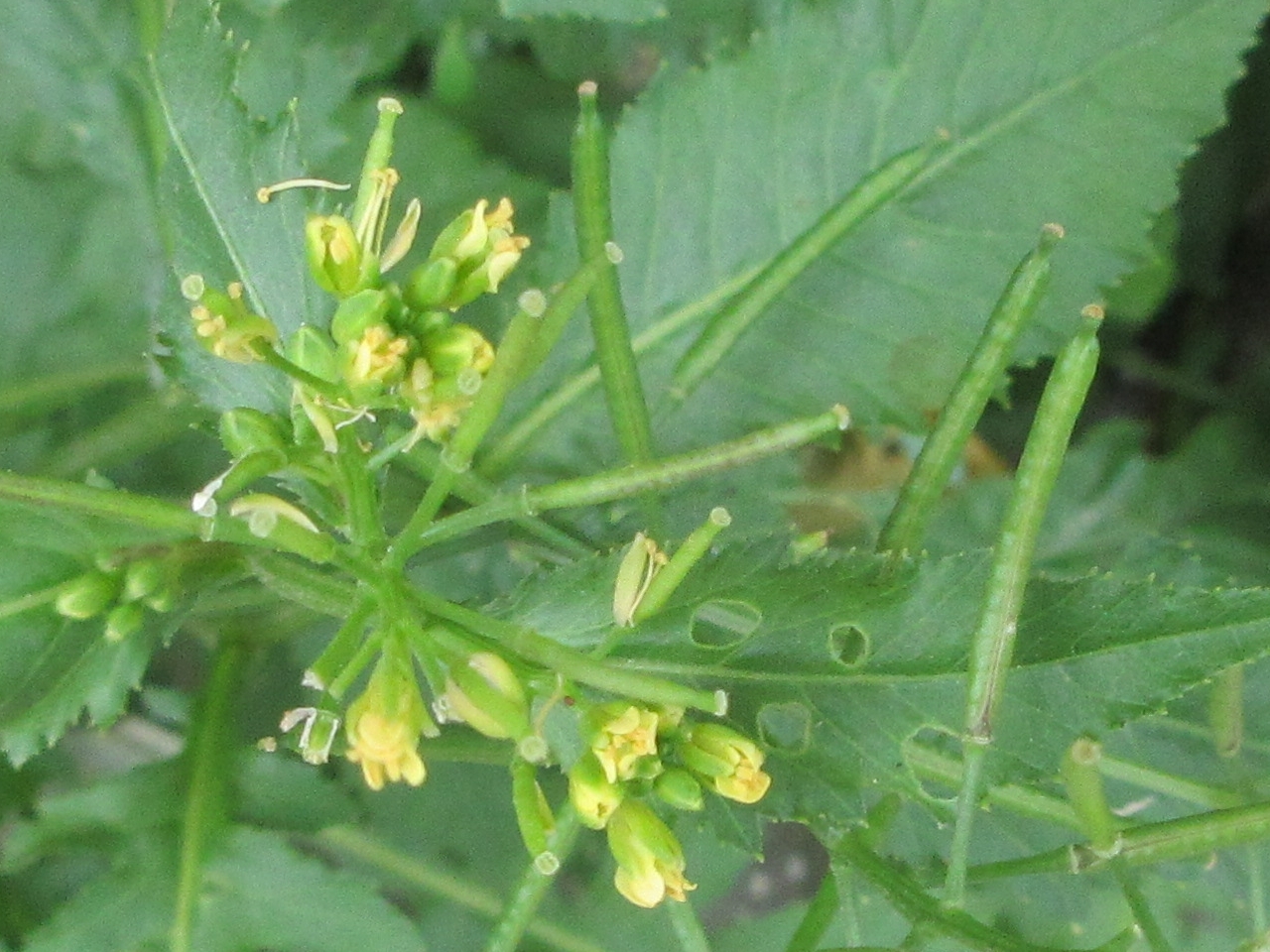 Rorippa indica — ảnh 2