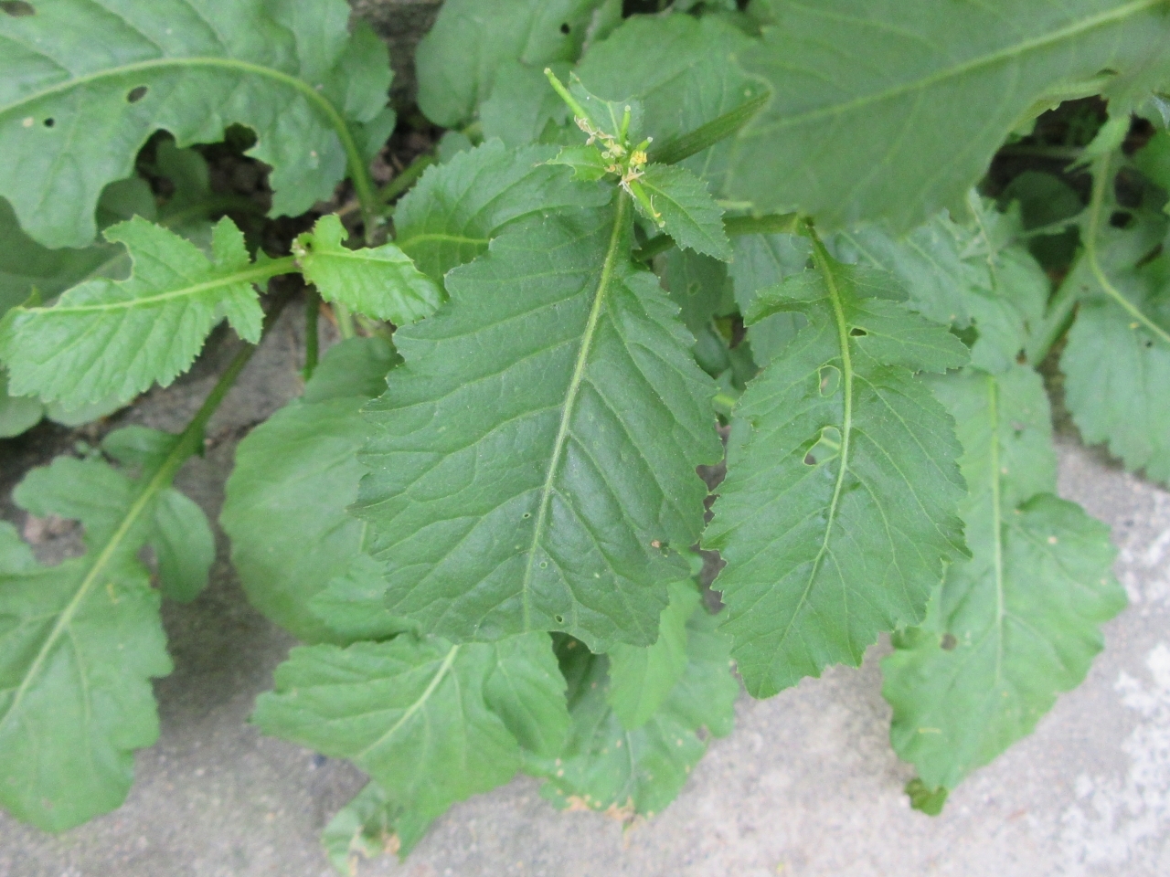 Rorippa indica — ảnh 3