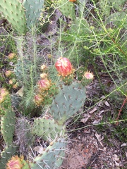 Opuntia oricola