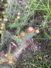 Opuntia oricola