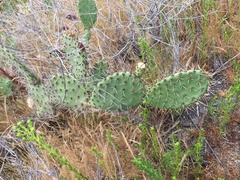 Opuntia oricola