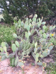 Opuntia oricola