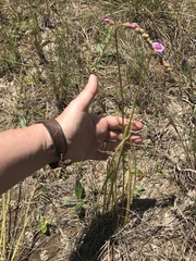 Drosera tracyi